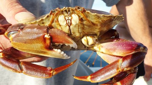 Cropped image of hand holding crab
