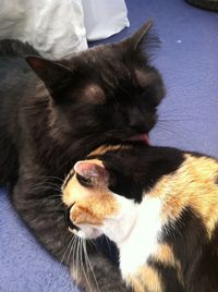 Close-up of cat sleeping