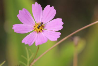 Close-up of pink cosmos flower blooming outdoors