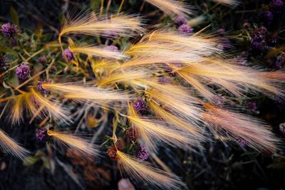 Close-up of wilted plant on field