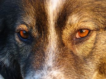 Close-up portrait of dog