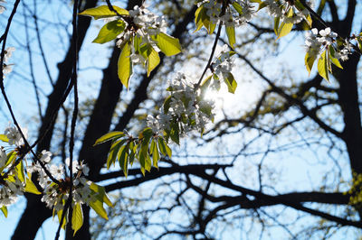 Low angle view of flower tree against sky