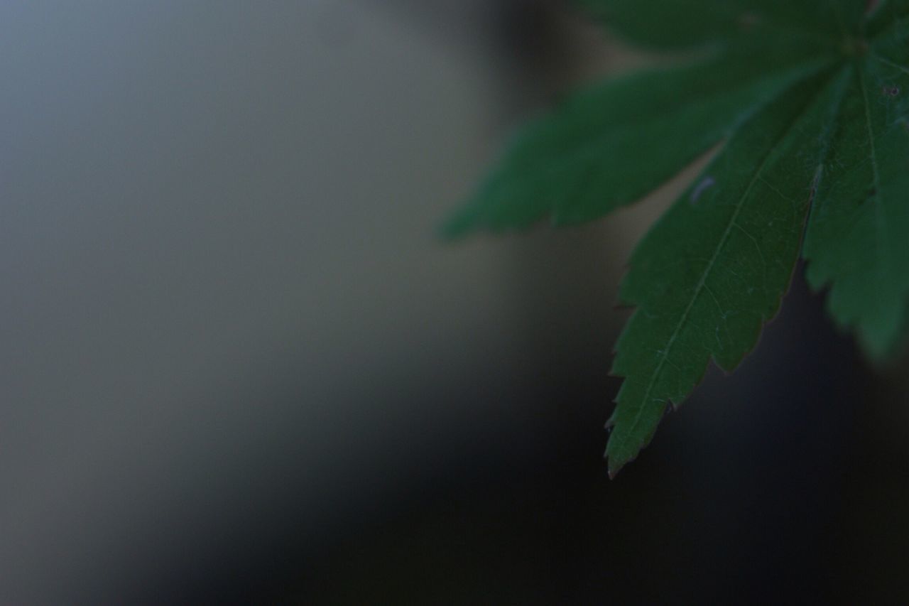 leaf, growth, green color, plant, close-up, nature, beauty in nature, focus on foreground, leaf vein, leaves, freshness, tranquility, no people, stem, green, selective focus, outdoors, day, branch, twig