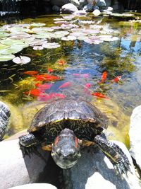 Reflection of trees in pond