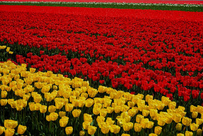 Scenic view of red tulip flowers on field