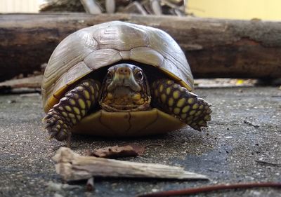 Close-up of a turtle