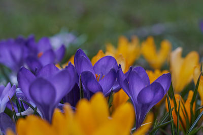 Close-up of purple crocus blooming outdoors