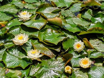 High angle view of wet leaves on lake