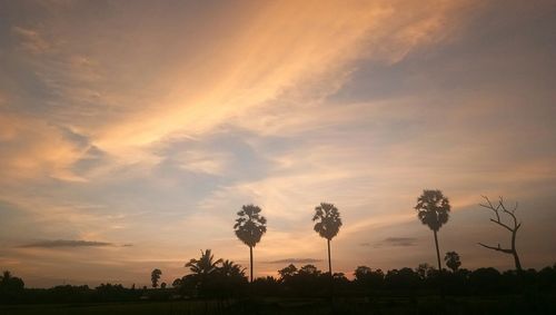 Trees on field against sky at sunset