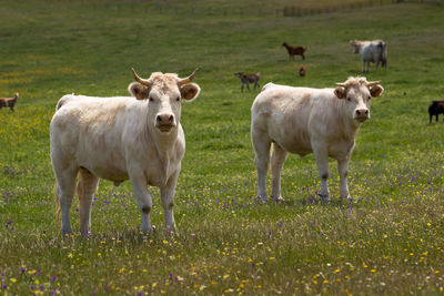 Cows and goats on grassy field