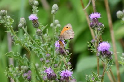Close-up of butterfly on purple flowers