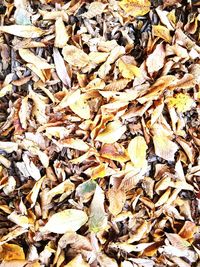 Full frame shot of dry leaves