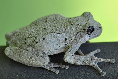 Close-up of a frog