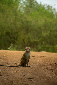 Isolated monkey. macaque grimacing in the jungle. udawalawa national park, sri lanka. portrait