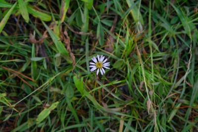 Close-up of flowers blooming outdoors