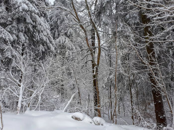 Snow covered bare trees in forest