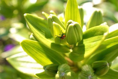 Close-up of insect on plant