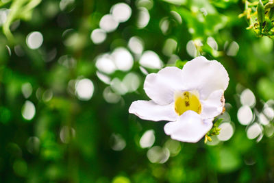 Close-up of white flower blooming outdoors