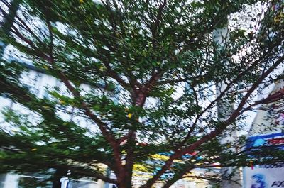 Low angle view of tree in forest