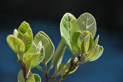 Close-up of flower buds growing outdoors