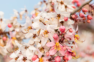 Close-up of pink cherry blossoms in spring