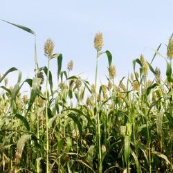 Crops growing on field against sky