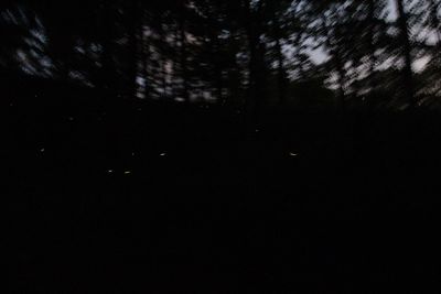 Low angle view of trees at night