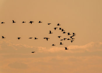 Low angle view of birds flying in sky