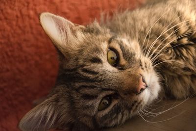 Close-up portrait of a cat
