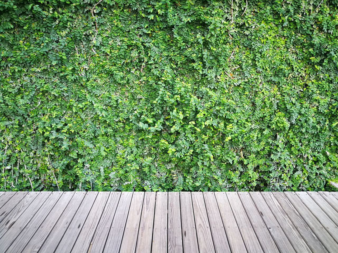 IVY GROWING ON WOOD