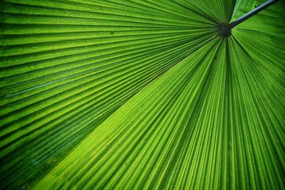 Full frame shot of palm leaf