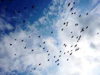 Low angle view of birds flying in sky