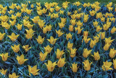 Full frame shot of yellow flowering plants on field