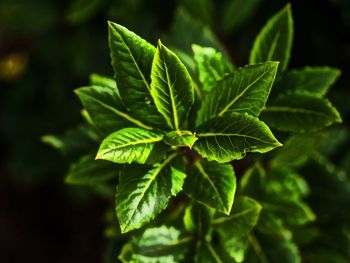 Bay leaf on tree