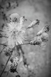 Close-up of dandelion flower