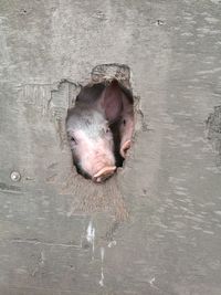 Pigs peeking through hole on wooden plank