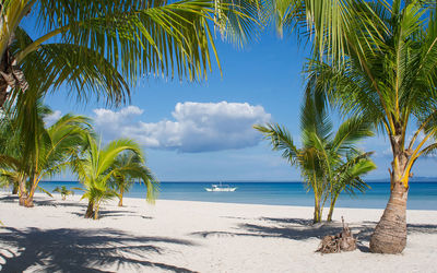 Palm trees on beach against sky