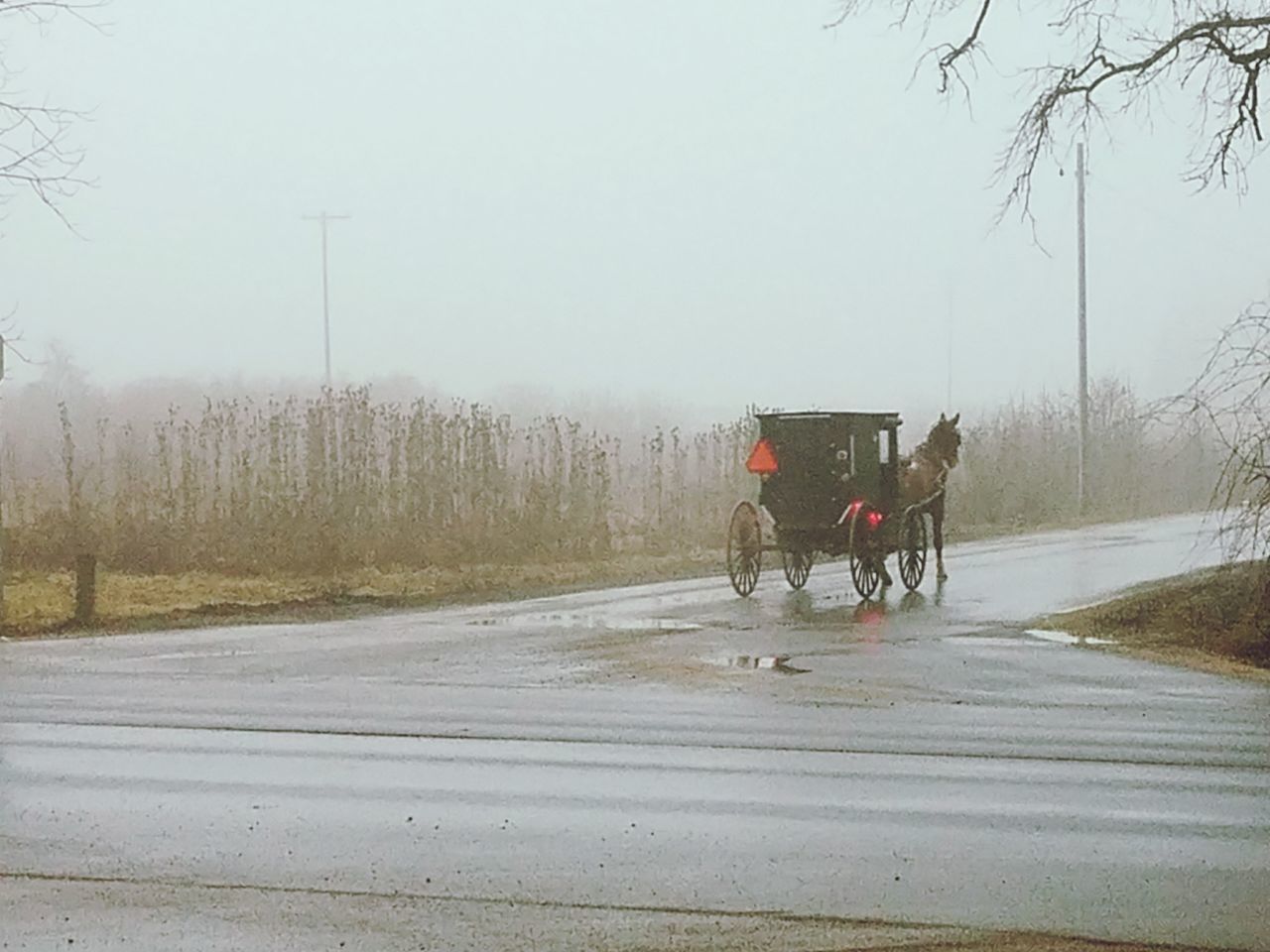 Amish horse and buggy