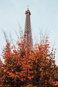 Low angle view of tree against sky and eiffel tower