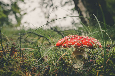 Close-up of fly agaric mushroom growing on grass