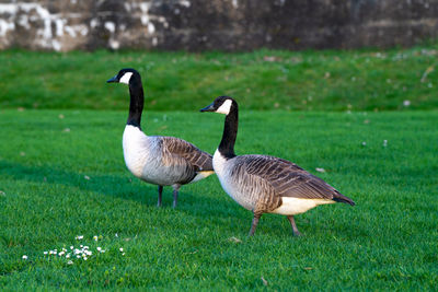 Ducks on a field