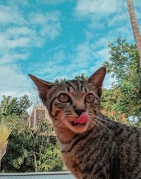 Close-up of a cat against sky