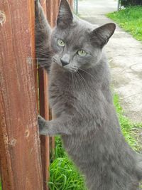 Close-up portrait of a cat on wood