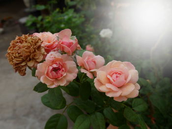 Close-up of pink roses