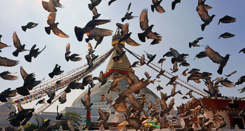 Low angle view of birds flying against sky