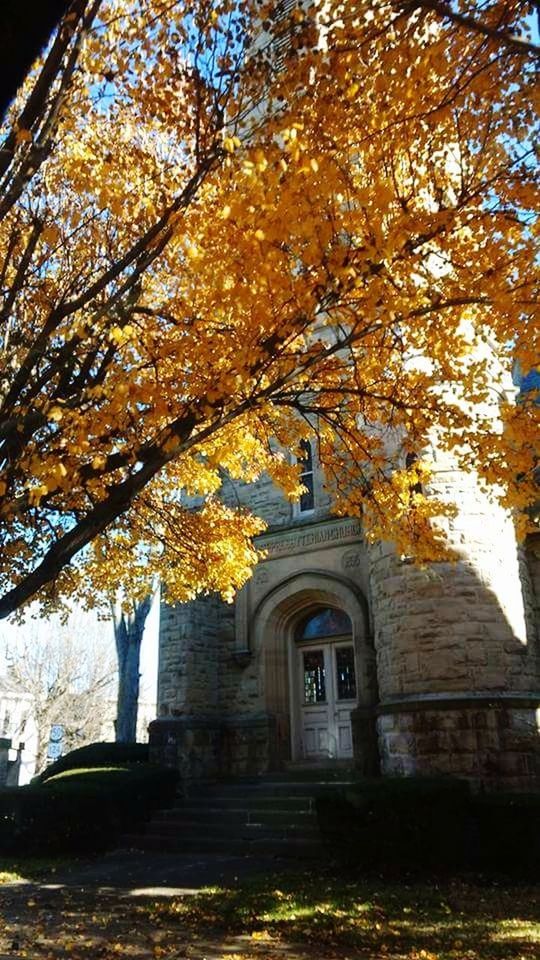 TREES IN FRONT OF AUTUMN TREE