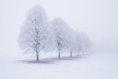 Trees on snow covered land