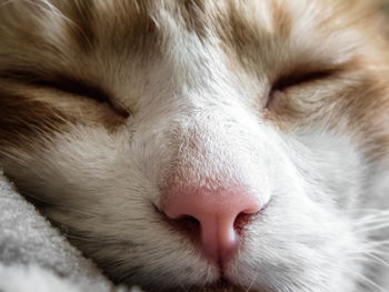 Close-up of cat sleeping