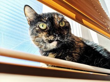 Close-up portrait of a cat