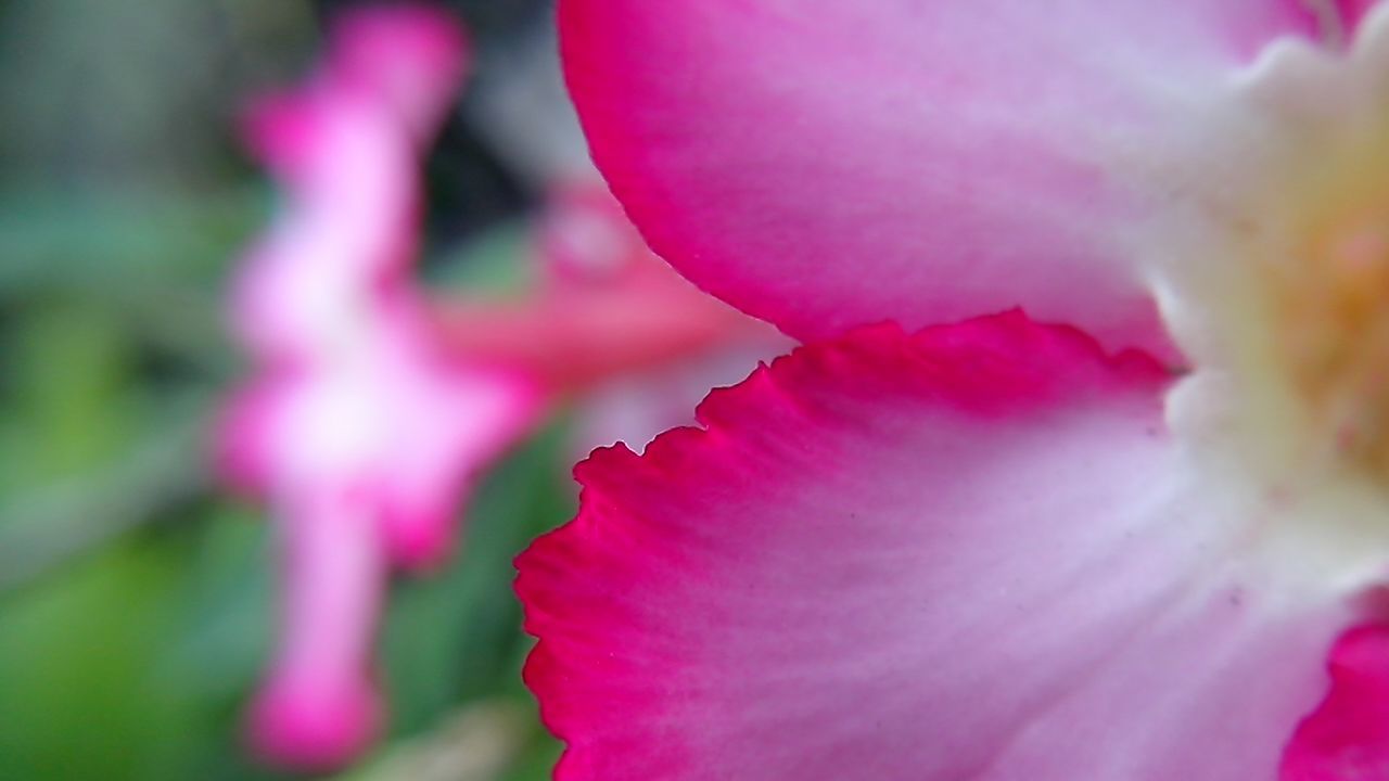 flower, petal, pink color, freshness, fragility, flower head, beauty in nature, close-up, growth, focus on foreground, nature, blooming, single flower, selective focus, pink, in bloom, plant, outdoors, blossom, day